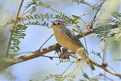 Lucy's Warbler